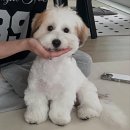 포항반려견교육센터 | 내돈내산 퍼피교육 훈련 추천 손선생반려견센터 방문교육 2회차 후기