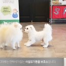 도그마루 이미지