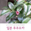 (주)류엔소프트 | 후쿠오카 자유여행 4박 5일 | 1월 날씨 + 후쿠오카 맛집/카페 총정리 실시간!