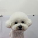 유지네 애견미용샵 이미지