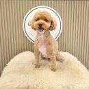 코코 반려견미용실 이미지