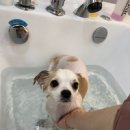 예쁘개&사랑스럽개 이미지