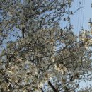 동부꽃농원 이미지