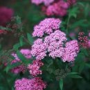 일본조팝나무 개화시기 관리 방법 이미지