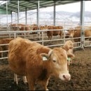 현대축산 이미지