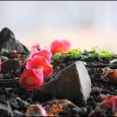 하루와이틀 이미지