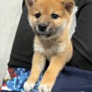 수원시바견 이미지