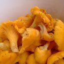 ﻿꾀꼬리 버섯(Cantharellus cibarius Fr.) 이미지