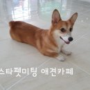 스타펫미팅 이미지