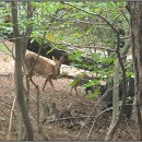 구봉산-안산-왕봉산 이미지