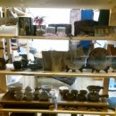 오시나래 이미지