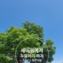 세미원 | 남양주 물의정원부터 세미원·두물머리까지｜연휴에 다녀온 양평 당일치기 여행 코스 후기