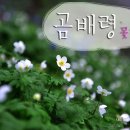 제93차 청주무심천산악회 인제 곰배령(점봉산)야생화 산행 이미지