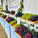 송산농장 | "오늘부터 딱 이틀" 일정 놓치면 1년 기다려야 하는 화성송산포도축제 200% 즐기기