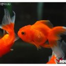 (주)코리아세븐 부산용당점 | [ 부산수족관 아쿠아리즘 ] 5월 22일 열대어 입고 리스트.
