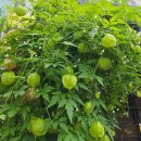 옥천애견미용 | 수원을 얼렁뚱땅 다니는, 귀여운 갱얼쥐로 가득한 행복한 나의 일상ㅎㅎ (+대전 중부수산&amp;신화수산 후기)