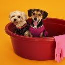 비와이씨(BYC) | BYC 비와이씨 강아지 내복 에어메리 개리야스 내돈내산