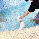 멍스타애견 이미지