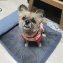 러블리하개 이미지