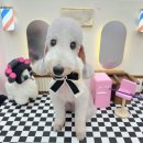 멍발란스 이미지