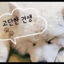 이불 속 댕댕이 이미지