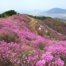 수도권 절정의 꽃동산 함께 걸어봐요.. 부천 진달래동산 여주 벚꽃길 이미지