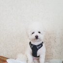 벌교우렁 이미지