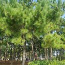 사하예술제 | 부산 아기랑 가볼만한 곳 : 부산 다대포 바다 미술제 후기