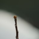 소태나무 겨울눈. 잎자국 이미지