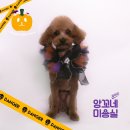 앙꼬네 미용실 이미지