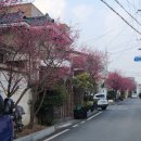 홍매뜨락협동조합 | 순천가볼만한곳 순천매곡동 순천대 홍매화거리 탐매축제 주차꿀팁