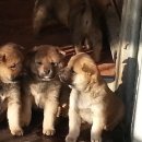 청주진도견연구소 이미지