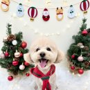 뽀프퍼피 이미지