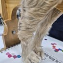 펫츠월드 | 노령견 척추 보조기 + 침 치료 후기 | 강아지 디스크 치료 효과, 보조기 추천