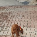 행복한요나네 이미지