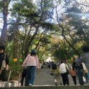 각원사길 | [천안 가볼만한곳] 각원사 겹벚꽃·벚꽃 개화시기 미리보기｜주차·인생샷 후기