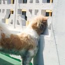 구그 이미지