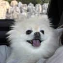강아지미용실 - 남양주시 청학로 78 | [내돈내산]울산 강아지 미용실 멍데렐라 후기!⭐️추천⭐️