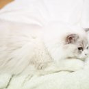 랙돌캐터리올리비아 이미지