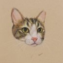 유성안료 | 까렌다쉬 루미넌스 6901 유성색연필로 고양이 그리기