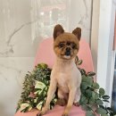 오락반장요미 이미지