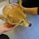 점례와방실이