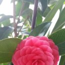 웃으면 돼지 이미지