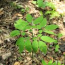 고초령 산양삼 이미지