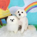 포미펫샵 이미지