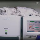 디엔씨동물병원 네이버블로그