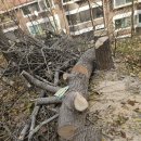 세븐일레븐 성남은행빌리지점 | 성남 벌목업체 아파트 은행나무 제거