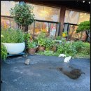 세마오리농원 | 세마 오리농원 오리로스 구이 다섯번째 방문 실망 내돈내산