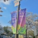 율봉근린공원(관리사무소) | [방화근린공원] 강서 봄빛 페스타에 다녀왔어요 feat. 벚꽃 만개