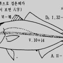 바다 물고기(방어) 이미지